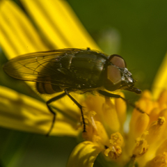 Stomorhina