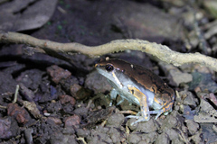 Hypopachus variolosus