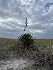 Yucca gloriosa