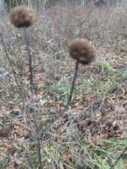 Pycnanthemum muticum