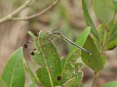 Hemistigma albipunctum
