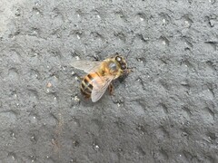 Apis mellifera scutellata