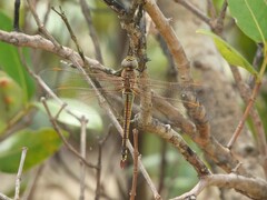 Anax ephippiger