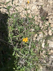 Wedelia hispida