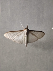 Palpita