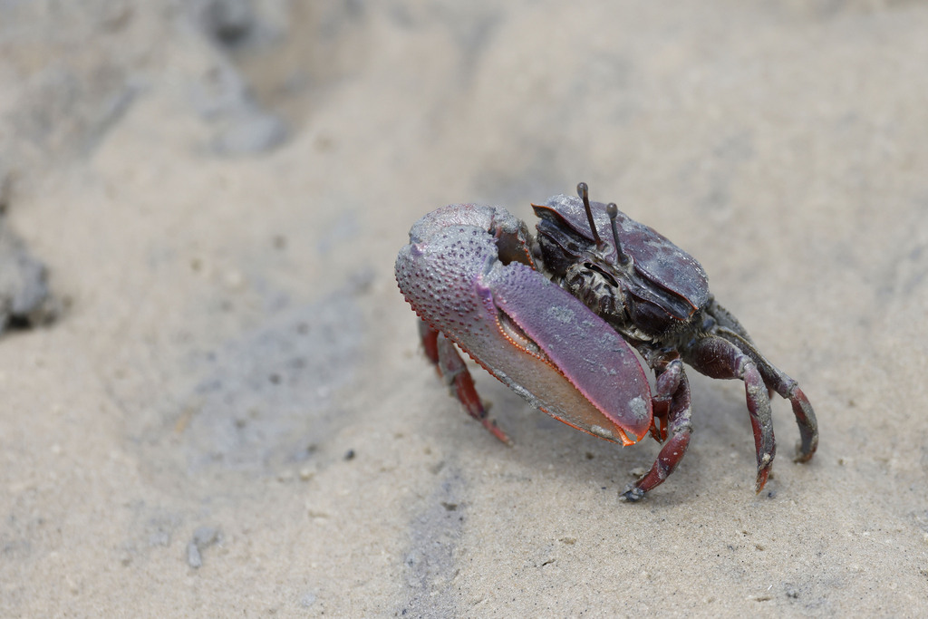 Brazilian Fiddler Crab