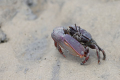 Uca maracoani