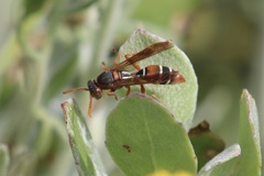 Polistes marginalis