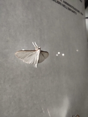 Palpita