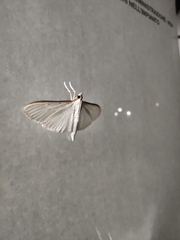 Palpita