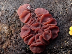 Ascocoryne cylichnium