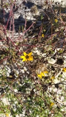 Simsia amplexicaulis