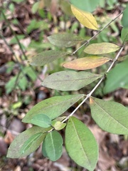 Ligustrum obtusifolium