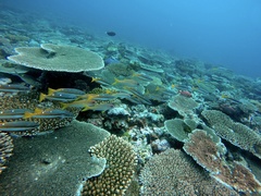 Mulloidichthys vanicolensis