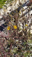 Simsia amplexicaulis