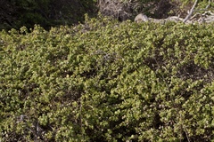 Baccharis pilularis pilularis