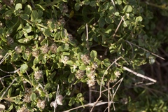 Baccharis pilularis pilularis
