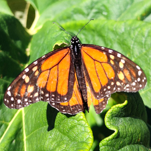 Danaus plexippus