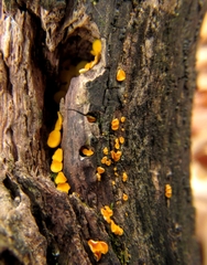 Calycina citrina
