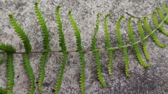 Gleichenia polypodioides