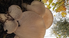 Pleurotus ostreatus