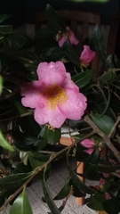 Camellia sinensis