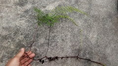 Gleichenia polypodioides