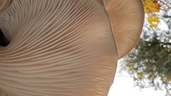 Pleurotus ostreatus