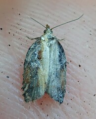 Acleris