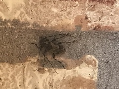 Graphisurus triangulifer