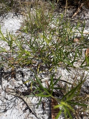 Zieria laxiflora