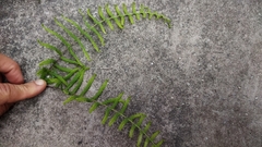 Gleichenia polypodioides