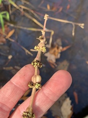 Neolasioptera lycopi