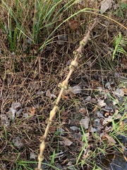 Neolasioptera lycopi