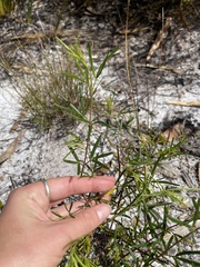 Zieria laxiflora