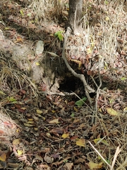 Dasypus novemcinctus