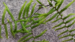 Gleichenia polypodioides