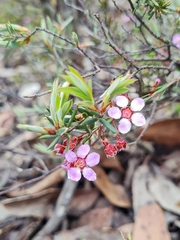 Euryomyrtus ramosissima