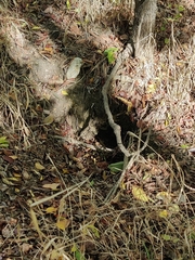 Dasypus novemcinctus