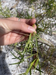 Zieria laxiflora