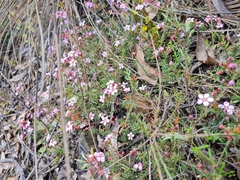Euryomyrtus ramosissima