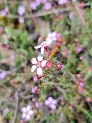 Euryomyrtus ramosissima