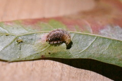 Epistrophella emarginata