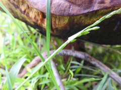 Phlebopus marginatus