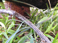 Phlebopus marginatus