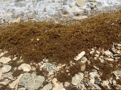 Sargassum fluitans