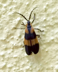 Calopteron discrepans