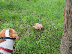 Phlebopus marginatus