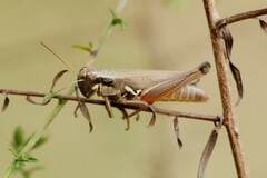 Paroxya