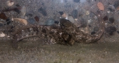 Parablennius sanguinolentus